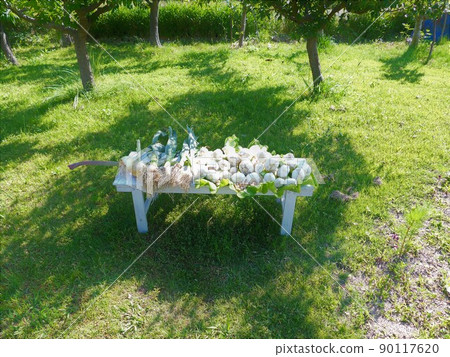 隨著陽光明媚的天氣繼續收割大蒜 90117620