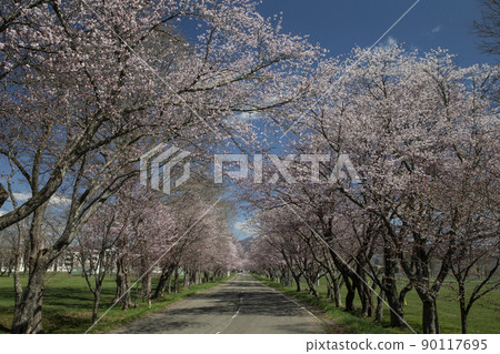 玉順櫻花路 90117695