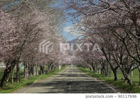 玉順櫻花路 玉順櫻花路 90117696