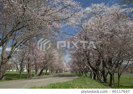 Yushun Sakura Road 90117697