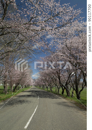 Yushun Sakura Road 90117700