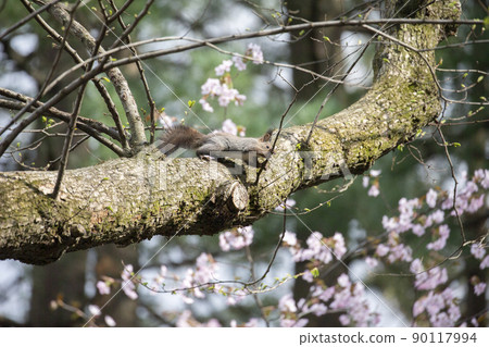 Ezorisu Ezorisu 90117994