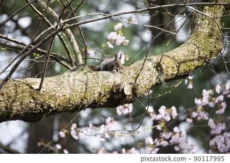 Ezorisu Ezorisu 90117995