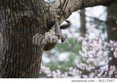 Ezorisu Ezorisu 90117997