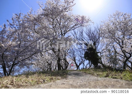 Cherry blossoms in full bloom on the island of the Seto Inland Sea Cherry blossoms in full bloom on the island of the Seto Inland Sea 90118016