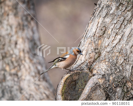 Common chaffinch, Fringilla coelebs, sits on a tree. Common chaffinch in wildlife. Common chaffinch, Fringilla coelebs, sits on a tree. Common chaffinch in wildlife. 90118031