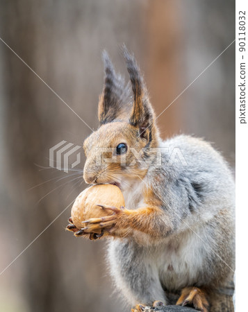 A squirrel with a nut sits on a stump in spring or summer. A squirrel with a nut sits on a stump in spring or summer. 90118032