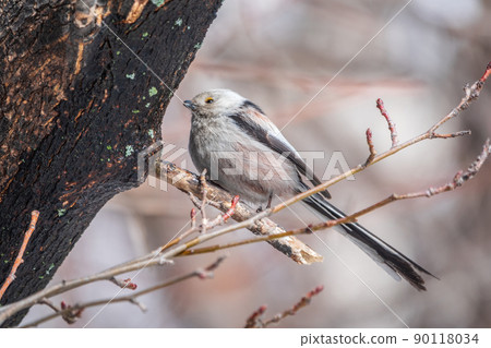European long-tailed tit, latin name Aegithalos caudatus. A bird sitting on a branch in a deciduous forest. European long-tailed tit, latin name Aegithalos caudatus. A bird sitting on a branch in a deciduous forest. 90118034