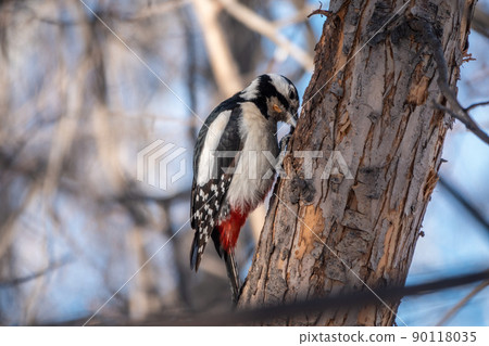 Little woodpecker sits on a tree trunk. The great spotted woodpecker, Dendrocopos major 90118035