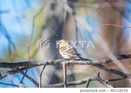 Common redpoll female, cute bird with bright red patch on its forehead sits on tree branch without leaves in sunny spring day. Common redpoll female, cute bird with bright red patch on its forehead sits on tree branch without leaves in sunny spring day. 90118036
