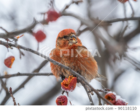 Red Crossbill male sitting on the tree branch and eats wild apple berries. Crossbill bird eats berries. Red Crossbill male sitting on the tree branch and eats wild apple berries. Crossbill bird eats berries. 90118110