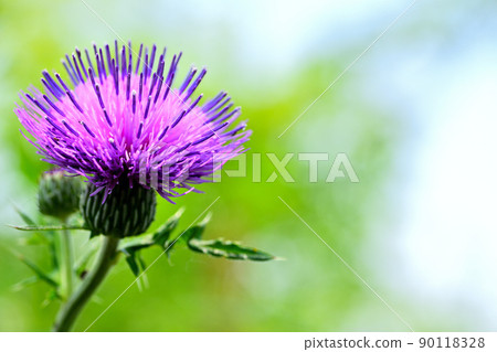 Flower blooming in the field Cirsium japonicum Flower blooming in the field Cirsium japonicum 90118328
