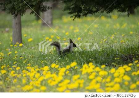 蒲公英和Ezoris 90118426