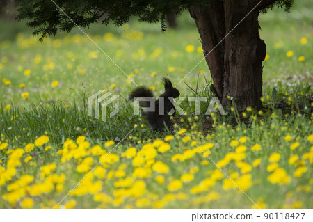 蒲公英和Ezoris 蒲公英和Ezoris 90118427