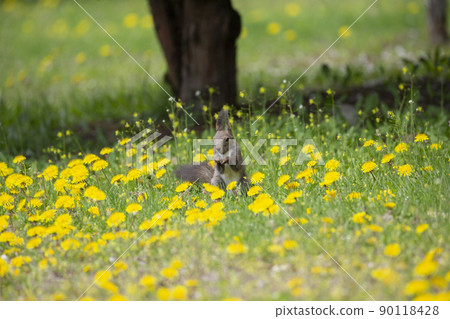 蒲公英和Ezoris 90118428