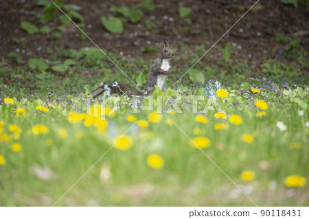 蒲公英和Ezoris 蒲公英和Ezoris 90118431