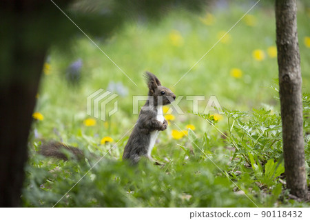 Dandelions and Ezoris Dandelions and Ezoris 90118432
