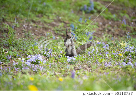 紫羅蘭和Ezoris 紫羅蘭和Ezoris 90118787