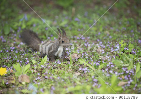 紫羅蘭和Ezoris 紫羅蘭和Ezoris 90118789