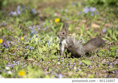 紫羅蘭和Ezoris 90118807