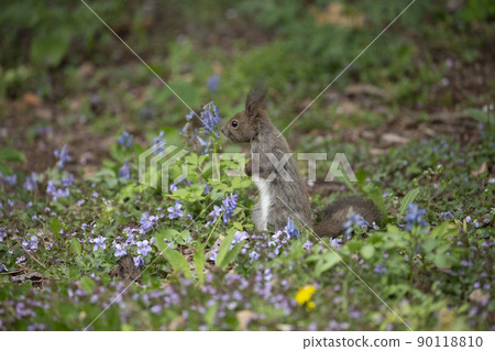 紫羅蘭和Ezoris 90118810