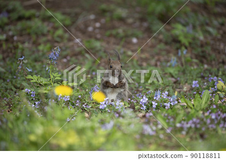 紫羅蘭和Ezoris 90118811