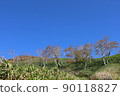 Birch Tree 90118827