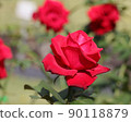 rose	 90118879