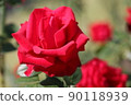 rose	 90118939