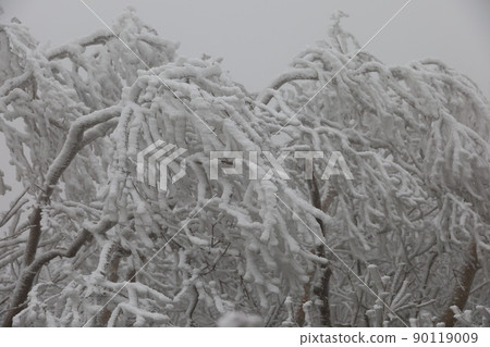 一棵樹 一棵樹 90119009