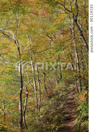 Autumn leaves of Yakshagaike 90119193