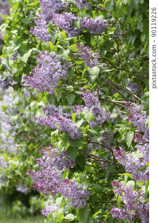 紫丁香 90119226