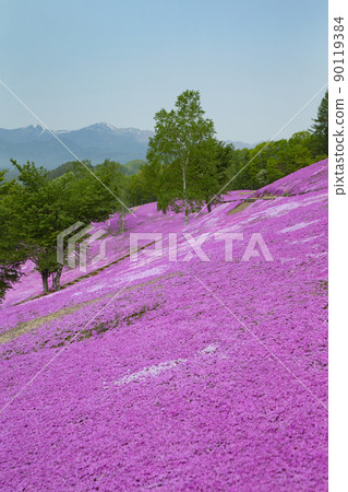 Moss phlox  90119384