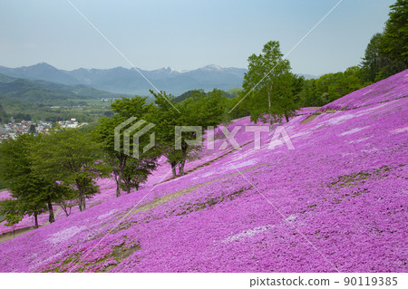 Moss phlox  90119385