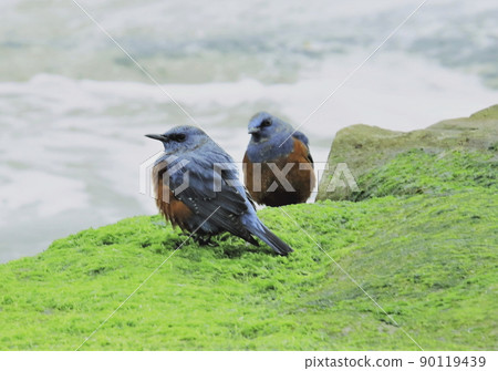 海葵 海葵 90119439