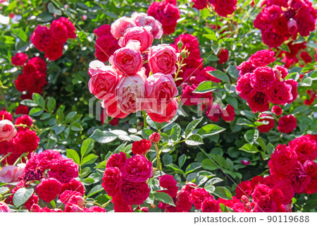 盛開的玫瑰園-濱名湖花園公園 90119688