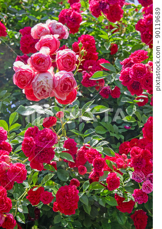 盛開的玫瑰園-濱名湖花園公園 90119689