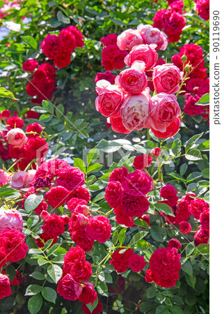 盛開的玫瑰園-濱名湖花園公園 90119690