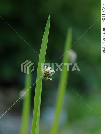 稻草螢火蟲 稻草螢火蟲 90119789