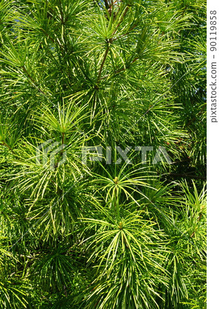 Koyamaki leaves 90119858