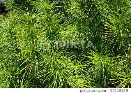 Koyamaki leaves 90119859