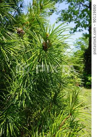 Koyamaki leaves Koyamaki leaves 90119860