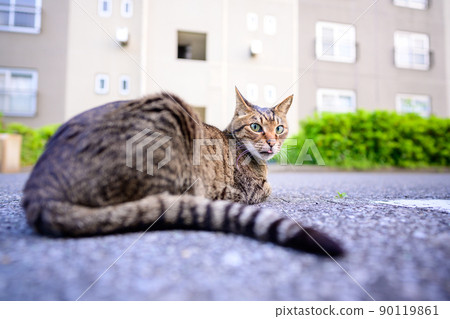 Petticoat cat in the parking lot 90119861