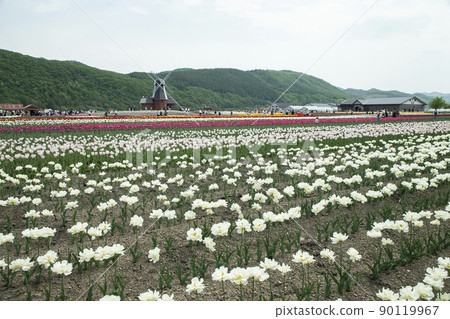 Kamiibetsu鬱金香公園 90119967