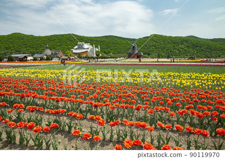 Kamiibetsu鬱金香公園 Kamiibetsu鬱金香公園 90119970