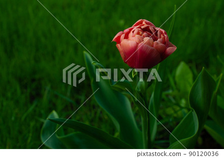 A very beautiful red tulip with white edges. 90120036
