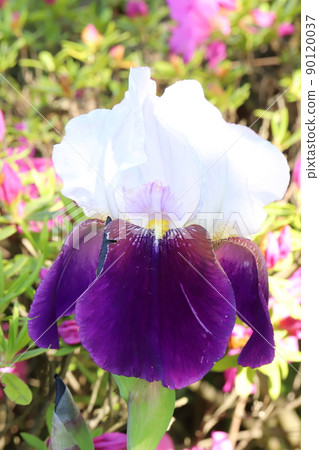 German iris flowers and azalea flowers blooming in the Japanese garden in spring 90120037