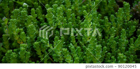 Green Background. Small green succulent plants. Green Background. Small green succulent plants. 90120045