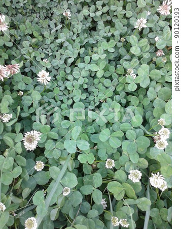 Find a four-leaf clover 90120193