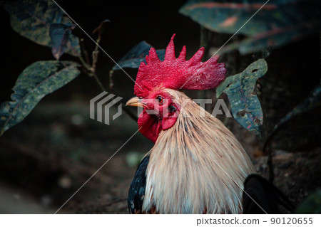 Philippines 90120655